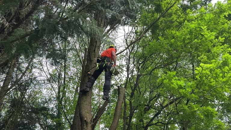 Best Tree Trimming and Pruning  in Highland, UT